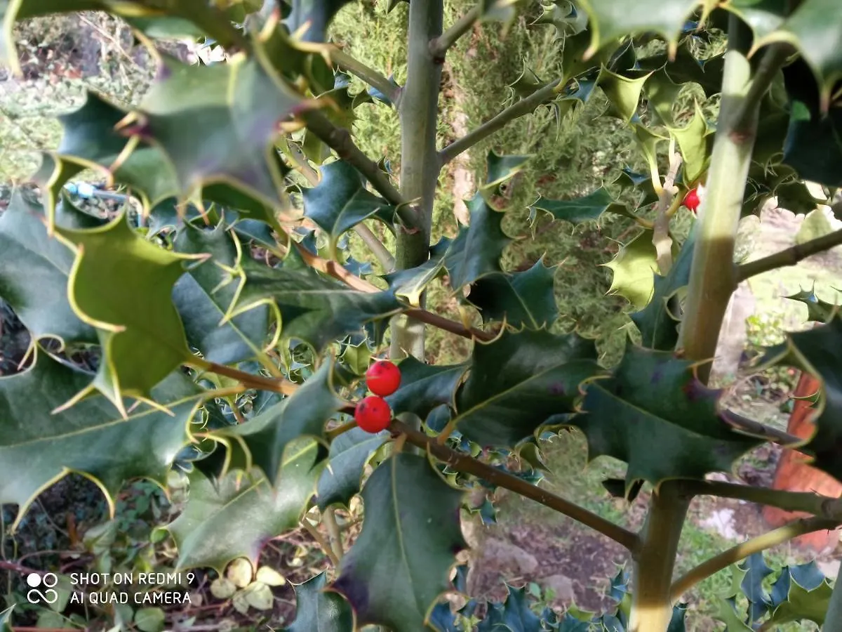 Holiday home Etna, Salvia E Rosmarino Villa Maletto