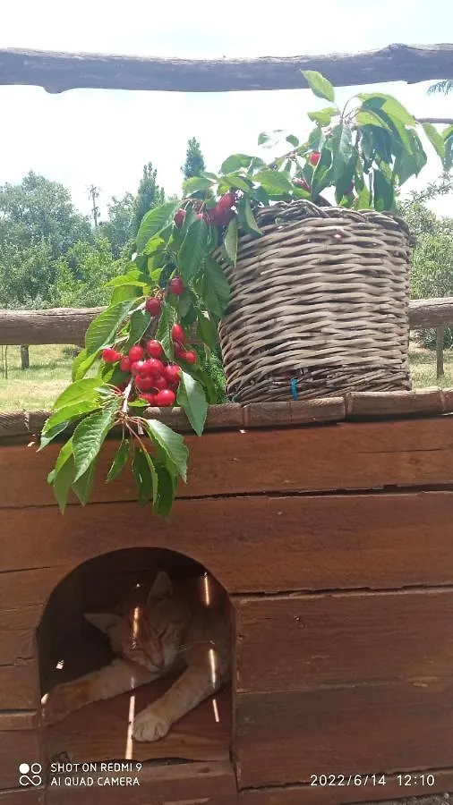 Etna, Salvia E Rosmarino Villa Maletto Holiday home