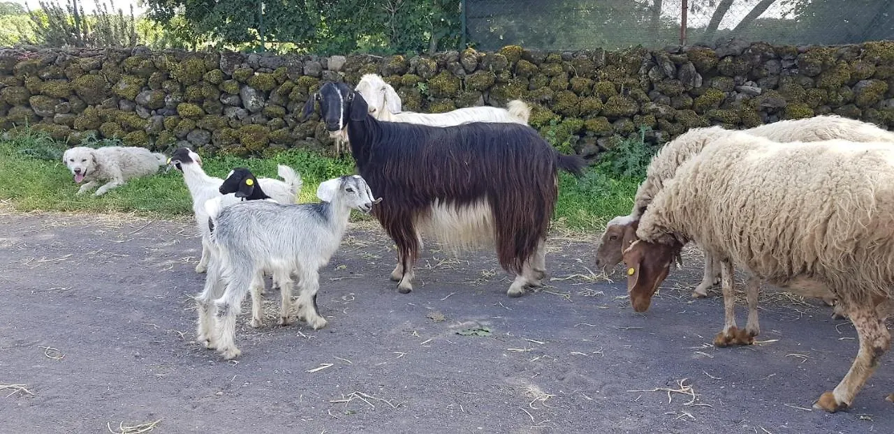 Maletto Etna, Salvia E Rosmarino 빌라